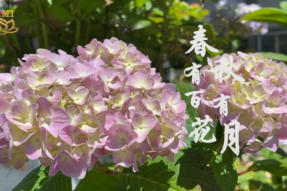 Hundreds of Spring Flowers; the Autumnal Moon