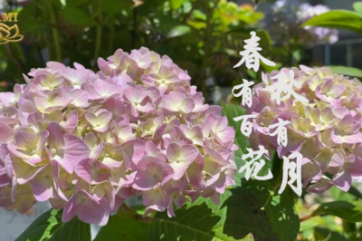 Hundreds of Spring Flowers; the Autumnal Moon