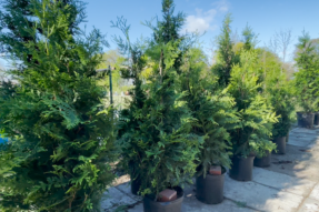 Shade of Merit, Blessings Everlasting — A Message to Our Tree-Planting Donors